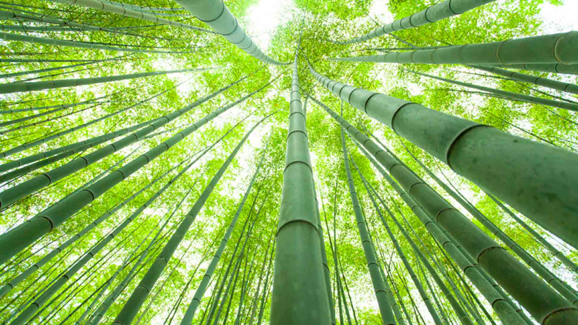 10 vật liệu xây dựng bền vững thân thiện với môi trường.